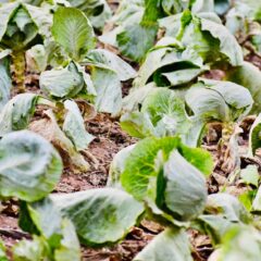 Close-up of lush green cabbage plants growing in an agricultural field.