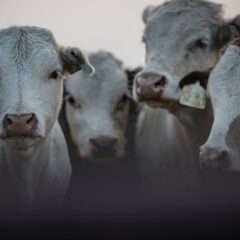 A close-up view of a herd of cattle with ID tags in a farm setting, showcasing agriculture.