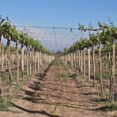 Lush grapevines in organized rows under a clear blue sky in Santiago, Chile.
