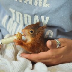 A baby squirrel being gently fed with a syringe by a caring person, fostering wildlife.