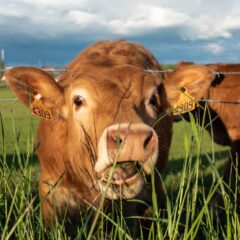 A curious brown cow with ear tags munching on grass in a sunny Rédange pasture.