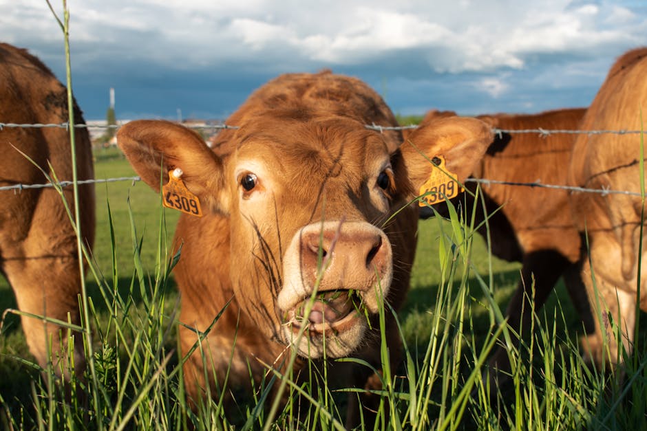 A curious brown cow with ear tags munching on grass in a sunny Rédange pasture.