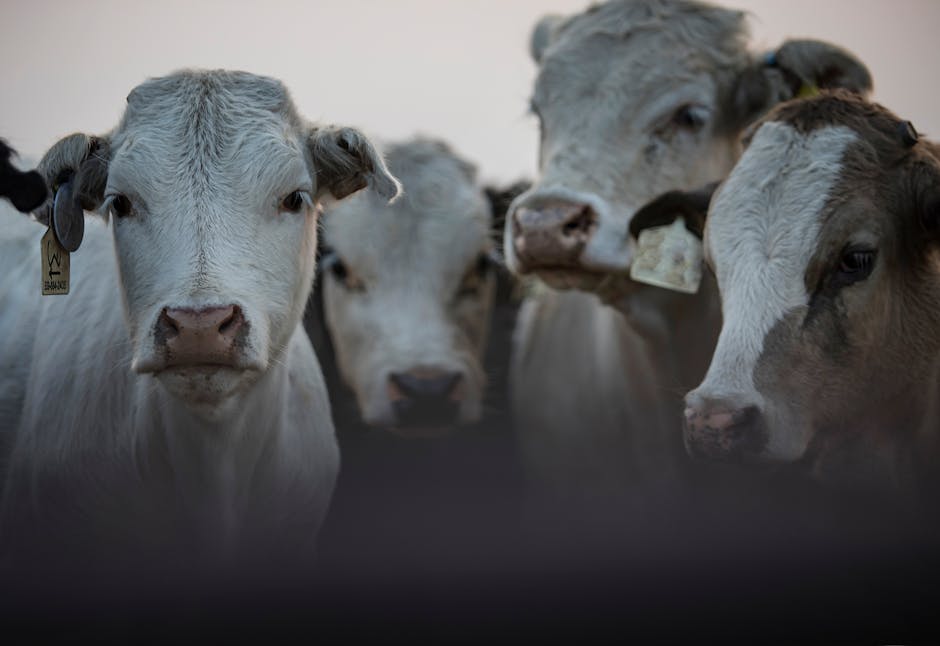A close-up view of a herd of cattle with ID tags in a farm setting, showcasing agriculture.