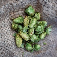 Close-up of fresh green hops on burlap, ideal for brewing themes.