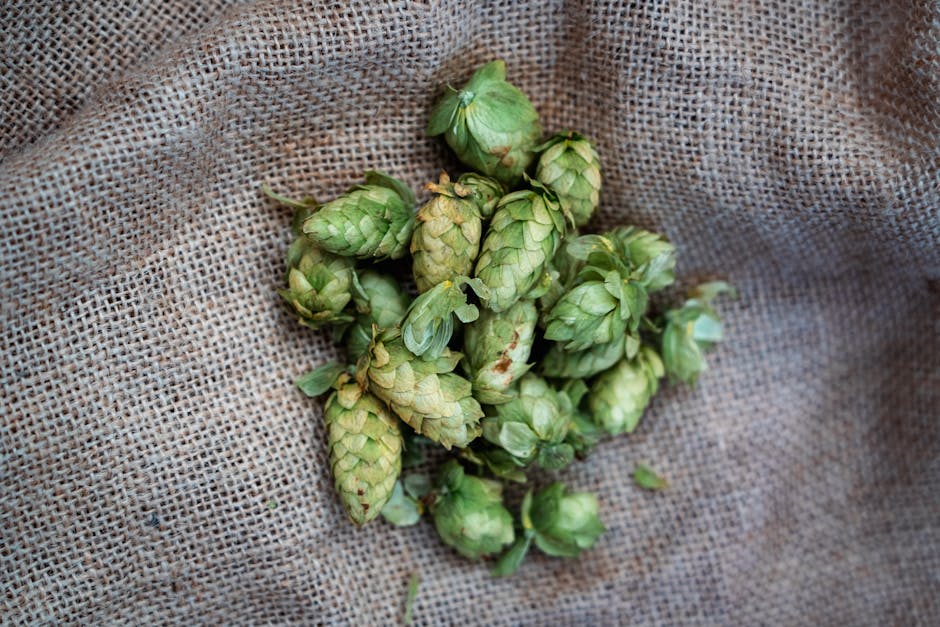 Close-up of fresh green hops on burlap, ideal for brewing themes.