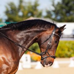 A majestic horse with saddle and reins showcases elegance in outdoor dressage.