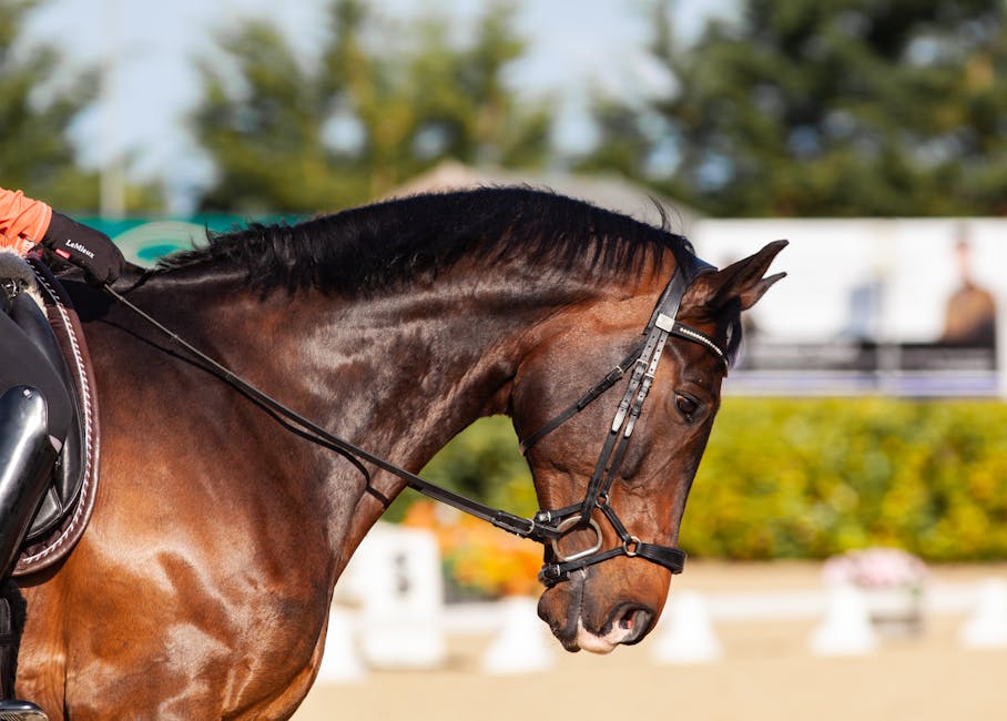 A majestic horse with saddle and reins showcases elegance in outdoor dressage.