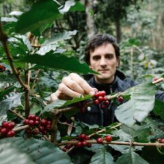 A farmer harvesting ripe coffee cherries in a green plantation, showcasing farming life.