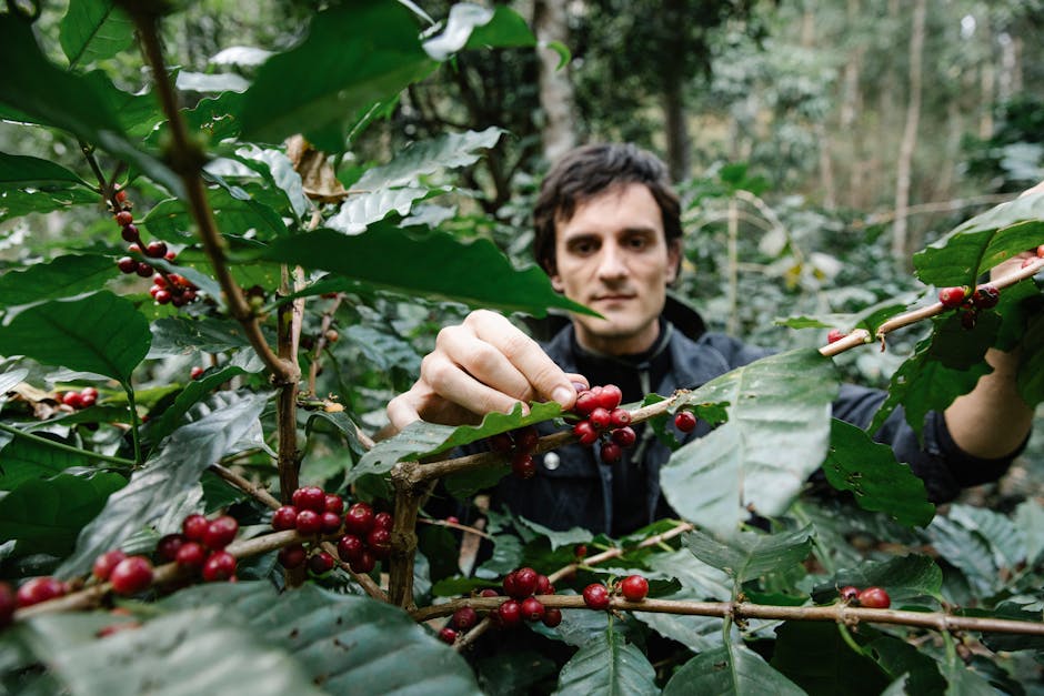 A farmer harvesting ripe coffee cherries in a green plantation, showcasing farming life.