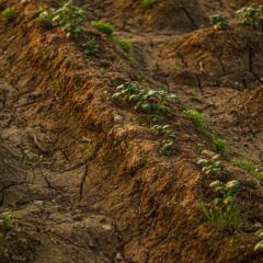 Cracked dry soil with young plants growing, depicting drought and rural agriculture.