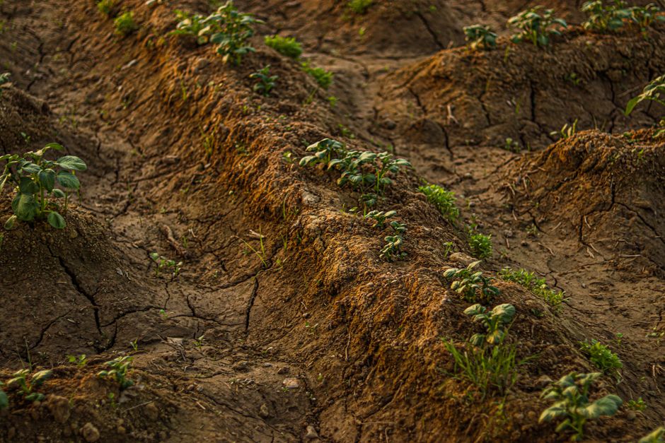 Cracked dry soil with young plants growing, depicting drought and rural agriculture.