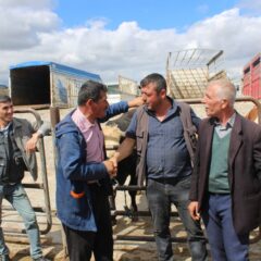 Farmers engaging in a deal at a cattle market with livestock and metal fence in the background.