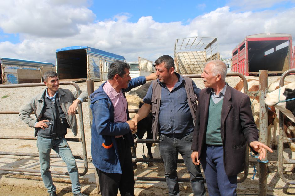 Farmers engaging in a deal at a cattle market with livestock and metal fence in the background.