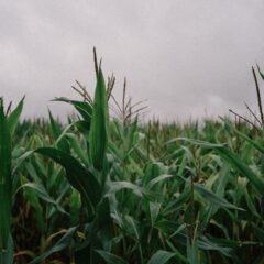 Vibrant corn field stretching under a cloudy sky, highlighting rural agriculture.