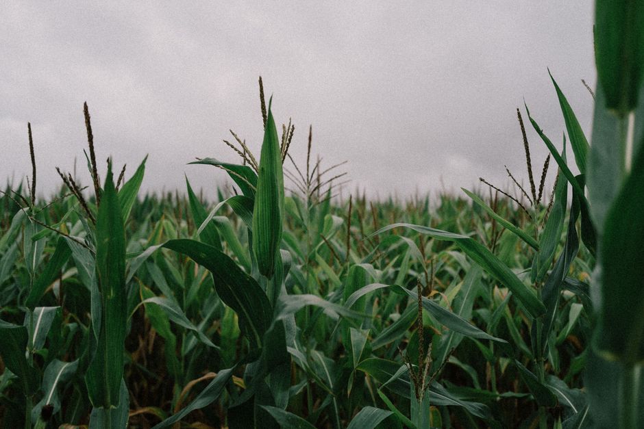 Vibrant corn field stretching under a cloudy sky, highlighting rural agriculture.