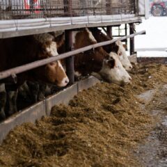Brown and white cows feeding on a farm in snowy Slovakia.