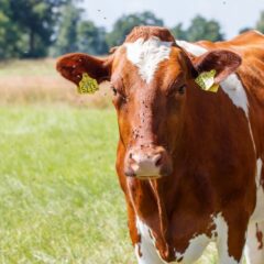 A brown and white cow stands in a sunny outdoor field with flies around its face. Ideal for agricultural themes.