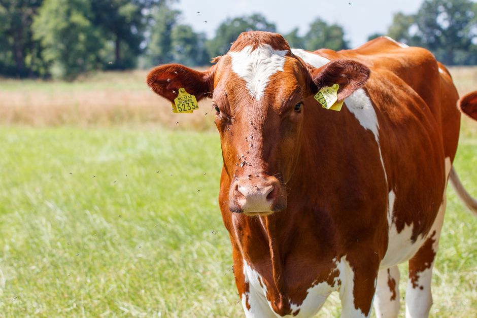 A brown and white cow stands in a sunny outdoor field with flies around its face. Ideal for agricultural themes.