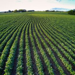 Aerial shot of a lush green farmland stretching into the horizon in Minnesota, USA.