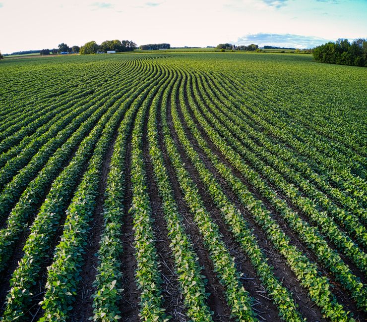 Aerial shot of a lush green farmland stretching into the horizon in Minnesota, USA.