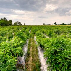 Vibrant green pepper plants growing in orderly rows on a rural farmland under cloudy skies.