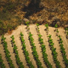 Aerial capture of green vineyard rows in a rural field, perfect for agriculture and landscape themes.