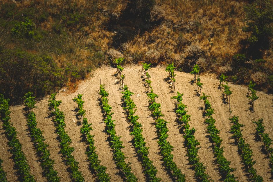 Aerial capture of green vineyard rows in a rural field, perfect for agriculture and landscape themes.