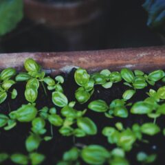 Vibrant young basil plants thriving in a terracotta flower pot, showcasing lush green leaves.