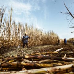 Workers harvesting sugarcane on a sunny day, showcasing traditional agriculture.