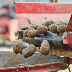 Close-up of potatoes on an automated conveyor, capturing the industrial harvesting process.