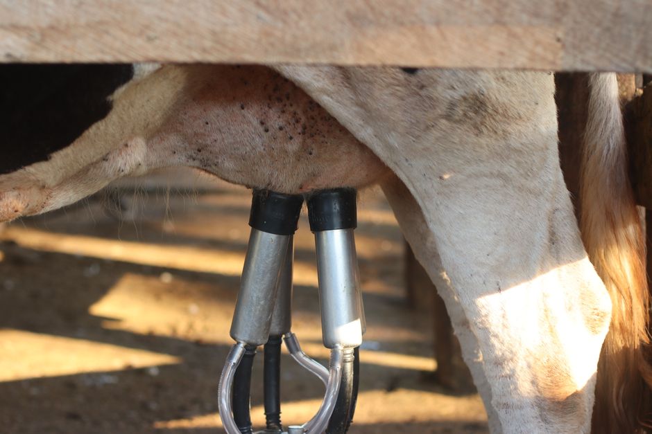 Automated milking machine in action on a dairy cow. Efficient modern farming.