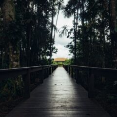 Wooden footbridge amidst lush tropical forest in Nazaré, Brazil. Peaceful and scenic nature walk.