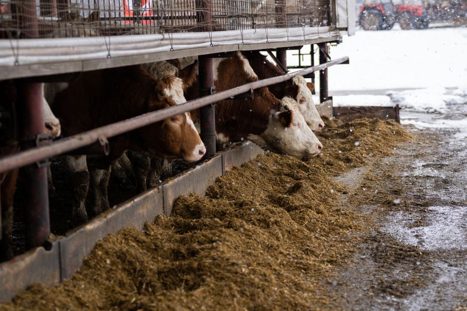 Brown and white cows feeding on a farm in snowy Slovakia.