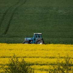 A blue tractor working through a vibrant yellow canola field.