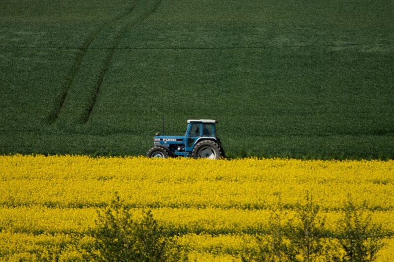 A blue tractor working through a vibrant yellow canola field.