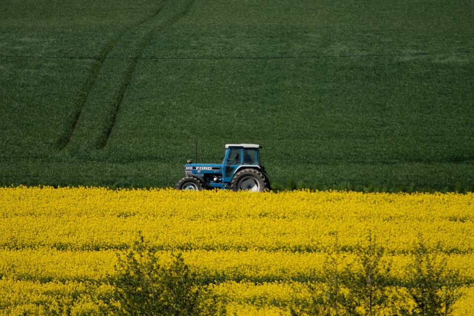 A blue tractor working through a vibrant yellow canola field.