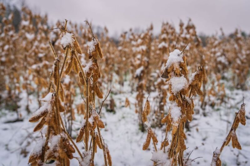 Snow-covered soybeans in winter field create a striking seasonal landscape.