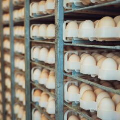 Rows of fresh eggs stored in an industrial rack system. Ideal for agricultural and food storage themes.