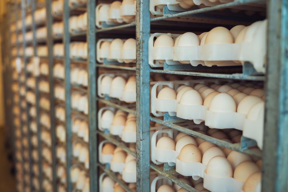 Rows of fresh eggs stored in an industrial rack system. Ideal for agricultural and food storage themes.
