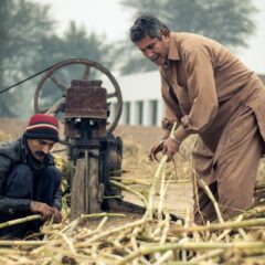 Two farmers process sugarcane in an outdoor setting, depicting traditional farming methods.