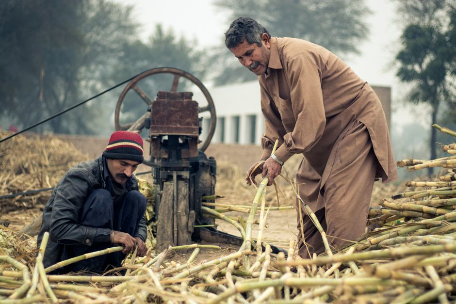 Two farmers process sugarcane in an outdoor setting, depicting traditional farming methods.