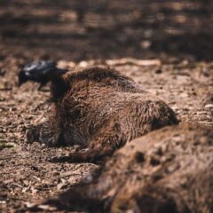 Wild boars lying on soil, displaying natural wildlife behavior in an outdoor setting.