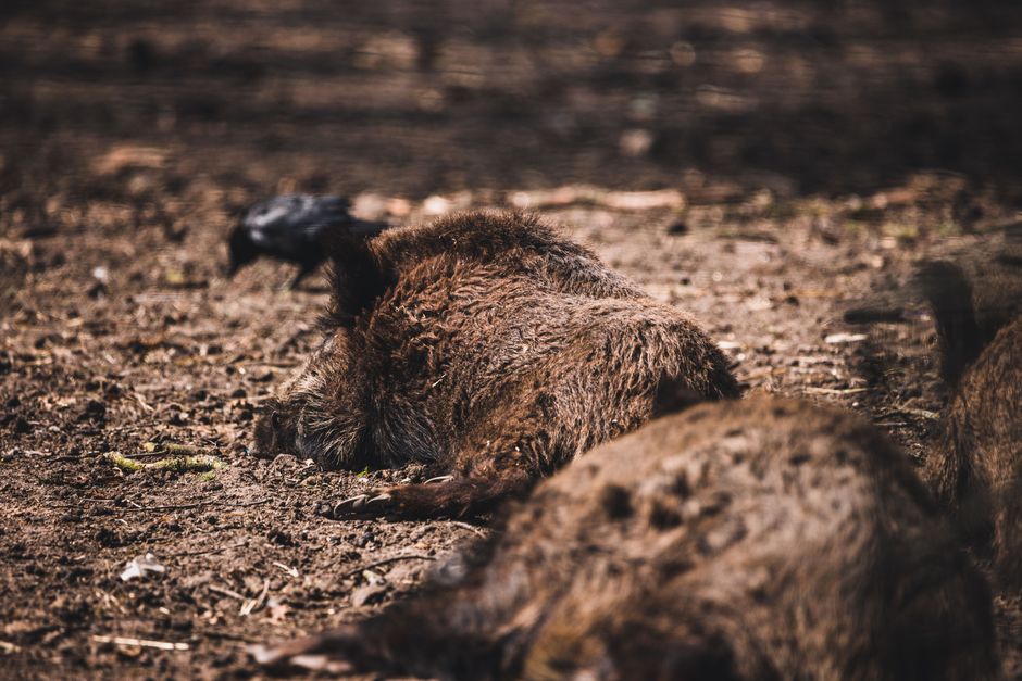 Wild boars lying on soil, displaying natural wildlife behavior in an outdoor setting.