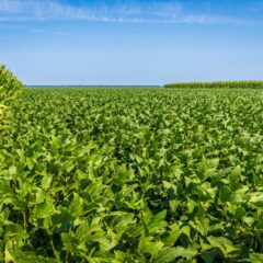 Wide-angle view of lush soybean and corn fields under a clear blue sky, showcasing agricultural landscape.