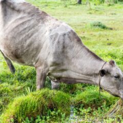 A cow peacefully grazing in a lush green pasture, captured in CDMX, Mexico.
