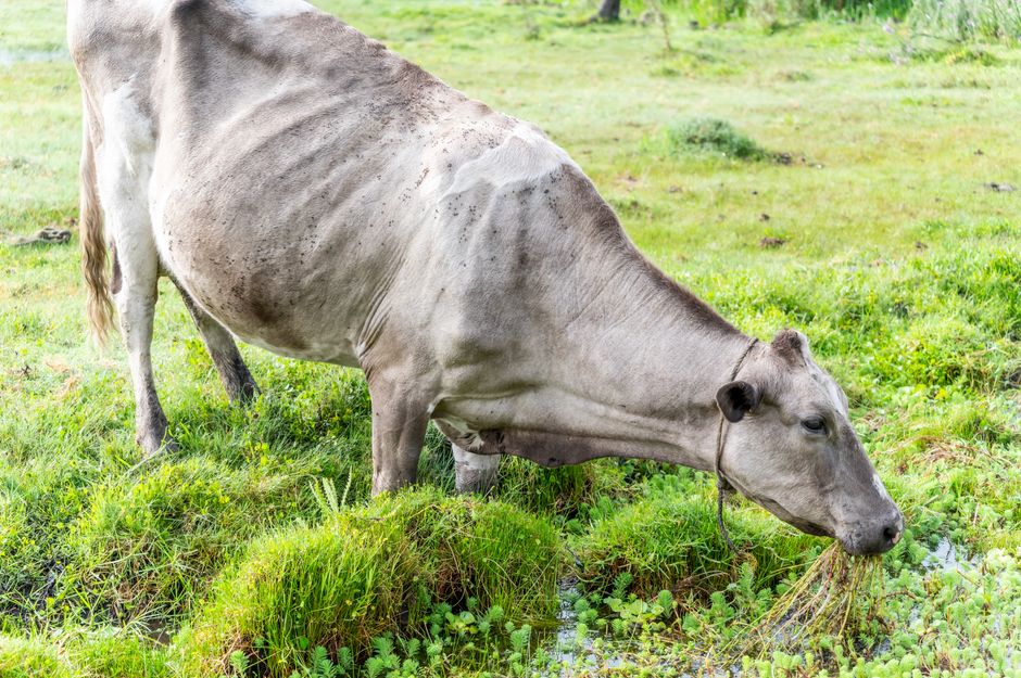 A cow peacefully grazing in a lush green pasture, captured in CDMX, Mexico.