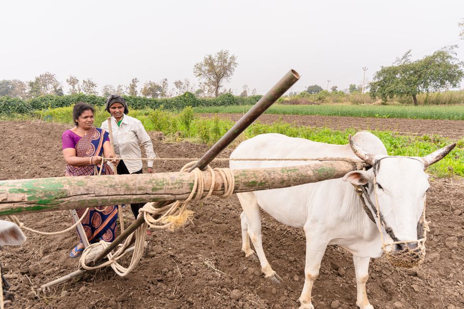 Two farmers plowing a field with oxen in Nagpur, India, showcasing rural life.