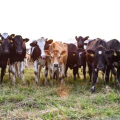 A diverse herd of cows grazing in an open pasture, showcasing rural life.