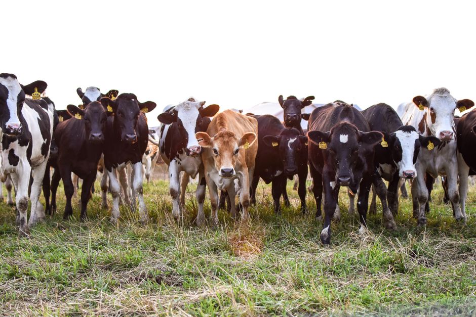 A diverse herd of cows grazing in an open pasture, showcasing rural life.